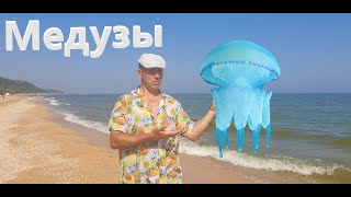Голубицкая 2021 медузы на Азовском Море