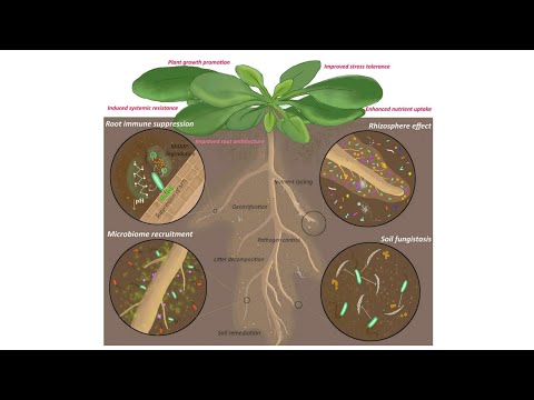 Video: Jenis bakteri apa yang hidup di akar tanaman?