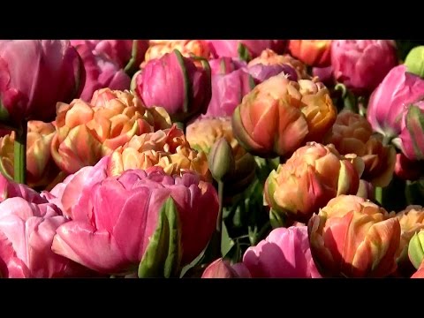 Tulip 'Copper Image' & Tulip 'Amazing Grace' - YouTube