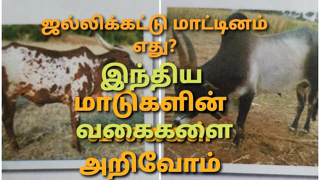 இந்திய மாடுகளின் வகைகள் மற்றும் இனங்கள்/ Indian indigenous breeds/ cbse