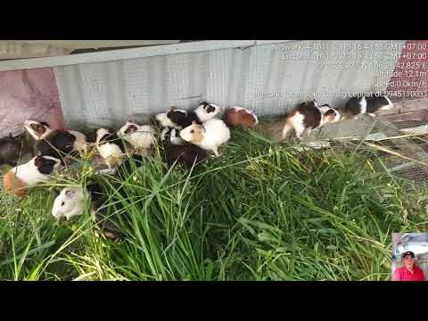 Nuôi bọ ú làm kinh tế chuyện lạ k tưởng,thu nhập k tưởng