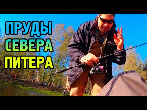 Попутная рыбалка #1. Какая рыба ловится в прудах Питера?