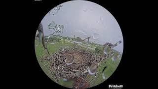 Southwest Florida Eagle Cam - Cam 360