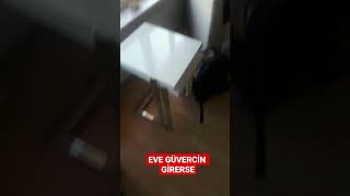 EVE GÜVERCİN GİRERSE 