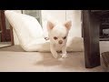 パパが横になると添い寝に来る可愛い犬!甘えん坊のチワワのコハク