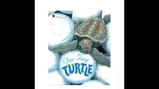 One Tiny Turtle- A1