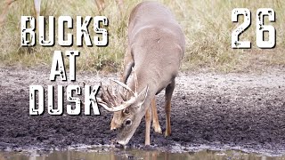 Bucks at Dusk Episode #26