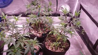 Blueberry muffin 💙 clones veg mode