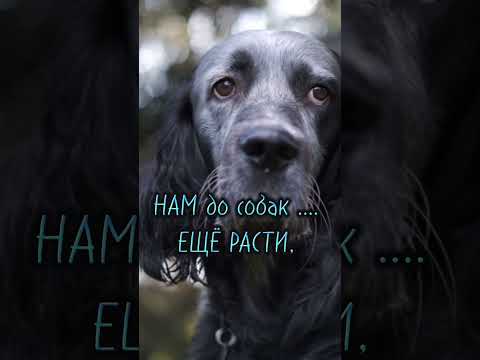 Ты не бросай в собаку камень... #мудрыеслова #цитатысосмыслом #shorts