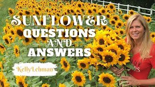 How to grow sunflowers | Sunflower growing tips - Questions and Answers