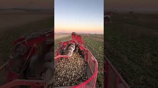 #beet#harvest #grimme #farming #turkie #song #agro #jaishreeram #global #dichvubaove #ndaexam #fypシ