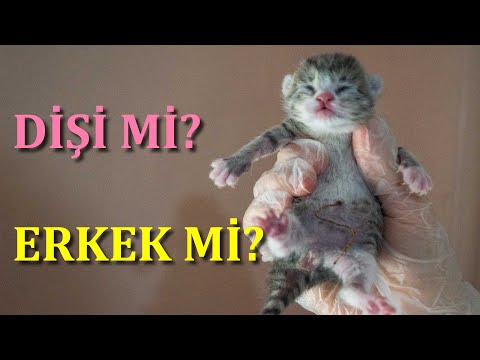 Video: Yavru Kedinin Cinsiyeti Nasıl Belirlenir: 9 Adım