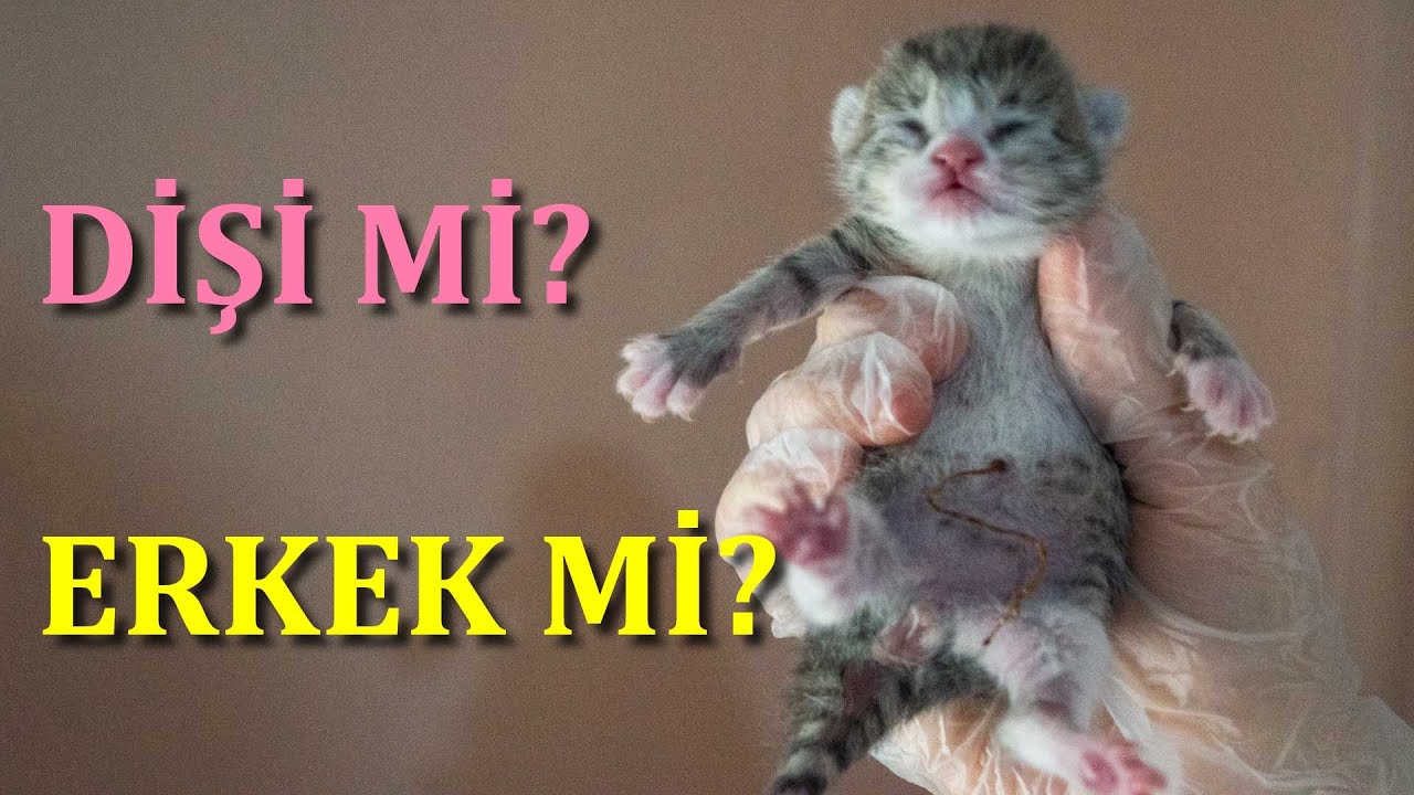 Kedi Nasil Yikanir Yavru Kedi Ilk Banyosu Kitten Street Banyo Kedi Videolari Kedio Youtube