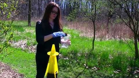 Setting up a BMSB pheromone trap