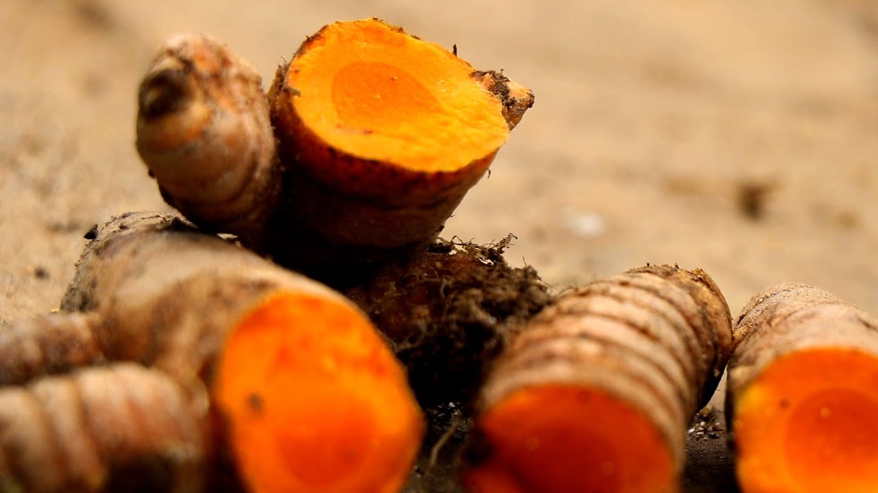 AÇAFRÃO-DA-TERRA É ALTERNATIVA DE RENDA EM PEQUENAS PROPRIEDADES - O QUILO É VENDIDO POR 50 REAIS!