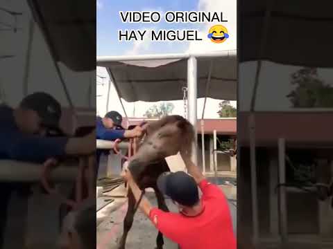 VIDEO ORIGINAL HAY MIGUEL 