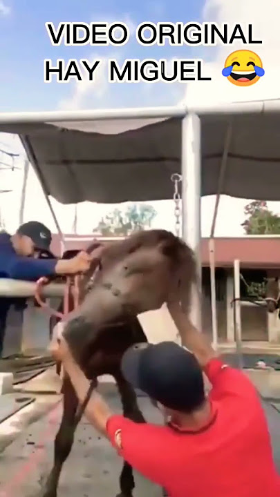 VIDEO ORIGINAL HAY MIGUEL 😂🤣