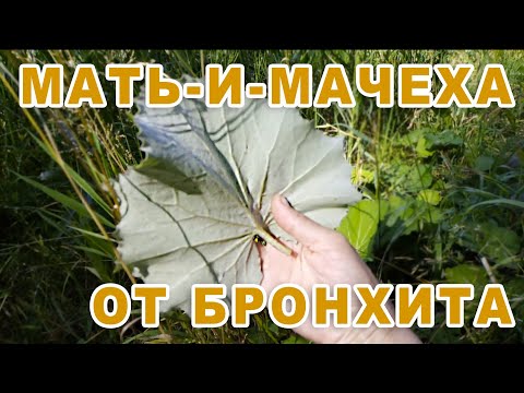 Мать-и-мачеха от бронхита! Лечебные уникальные свойства. Рецепты от Варвары