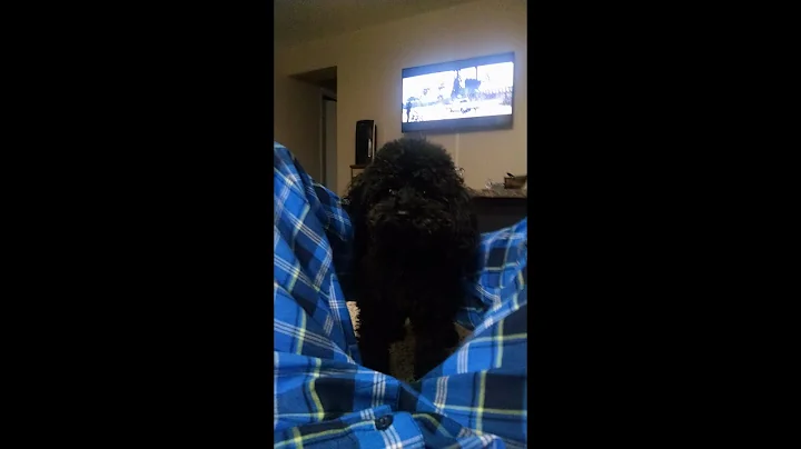 Morry Gonte - Morry is a 13.5Lbs Habibi Bear who i...