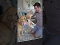 Get your dog to drop anything! #goldenretriever #dogtraining