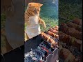🤣👉 CAT during BARBECUE 🤣 #funny #shorts #viralshorts #cat