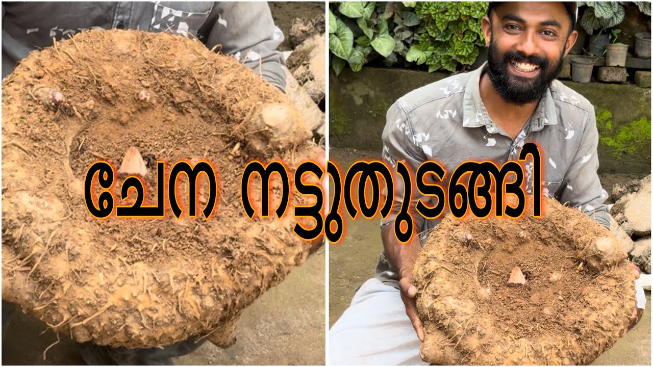 ചേന നടാൻ കുഴിച്ചപ്പോൾ കിട്ടിയത് 😳😇😊