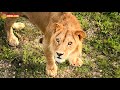 Храп Малыша и рекорд Гека - интересный вечер. Львиный сезон 2020 Тайган Life of lions in Taigan