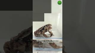 Besouro-Bombardeiroo Incrível Inseto Que Dispara Fogo Para Se Defender