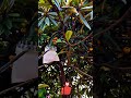 Telescopic Pole Fruit Picking Tool - Adjustable &amp; Anti-Damage