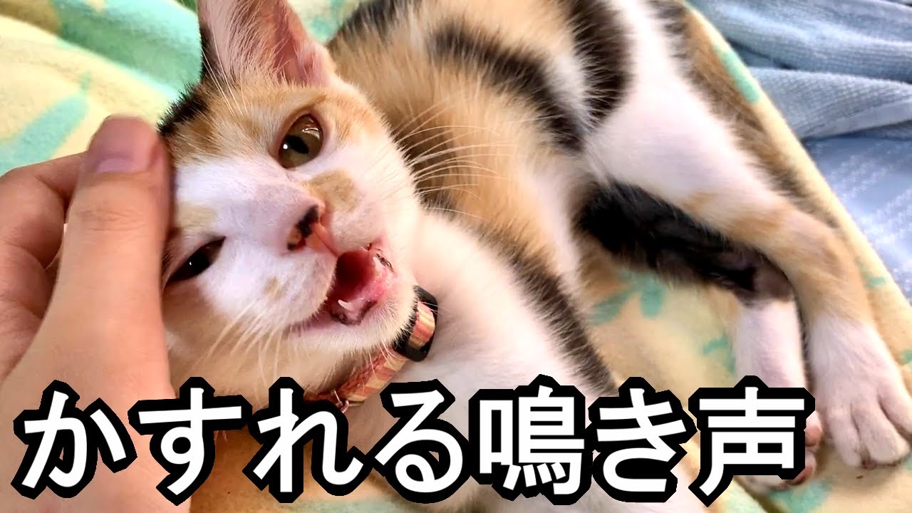 子猫の風邪 治りかけの かすれる鳴き声 Youtube
