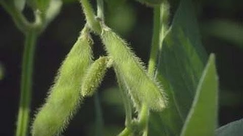 SoyWater - Nebraska Farmers Adopt Technology to Increase Irrigation Efficiency