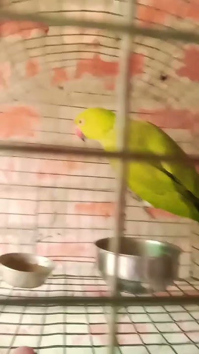 pairrot-indian-neckband-pet-mithu-shot-shorts-parrot-yt-youtube