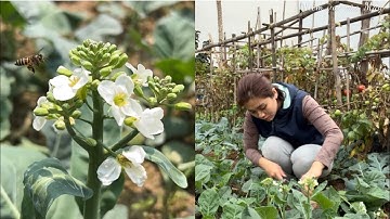 THU HOẠCH CẢI LÀN, cải làn xào thịt bò|| Harvesting collard greens