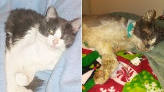 Family Cat Dies After Being Horrifically Tortured With Hot Glue Gun