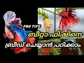 betta fish breeding malayalam ||  Betta Fish complete Breading Tips | Ep52