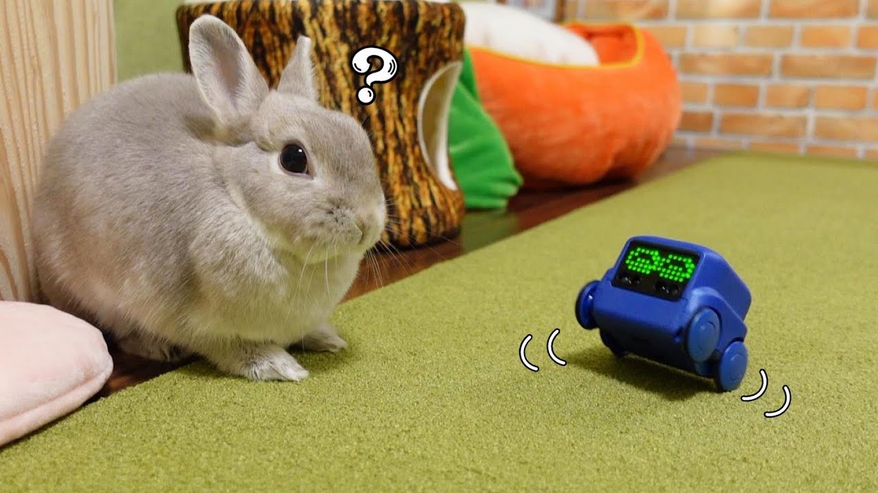 感情表現ゆたかなお友達ロボットとうさぎさんが少しずつ仲良しになっていく動画 Youtube 感情表現ゆたかなお友達ロボットとうさぎさんが少しずつ仲良しになっていく動画 Youtube