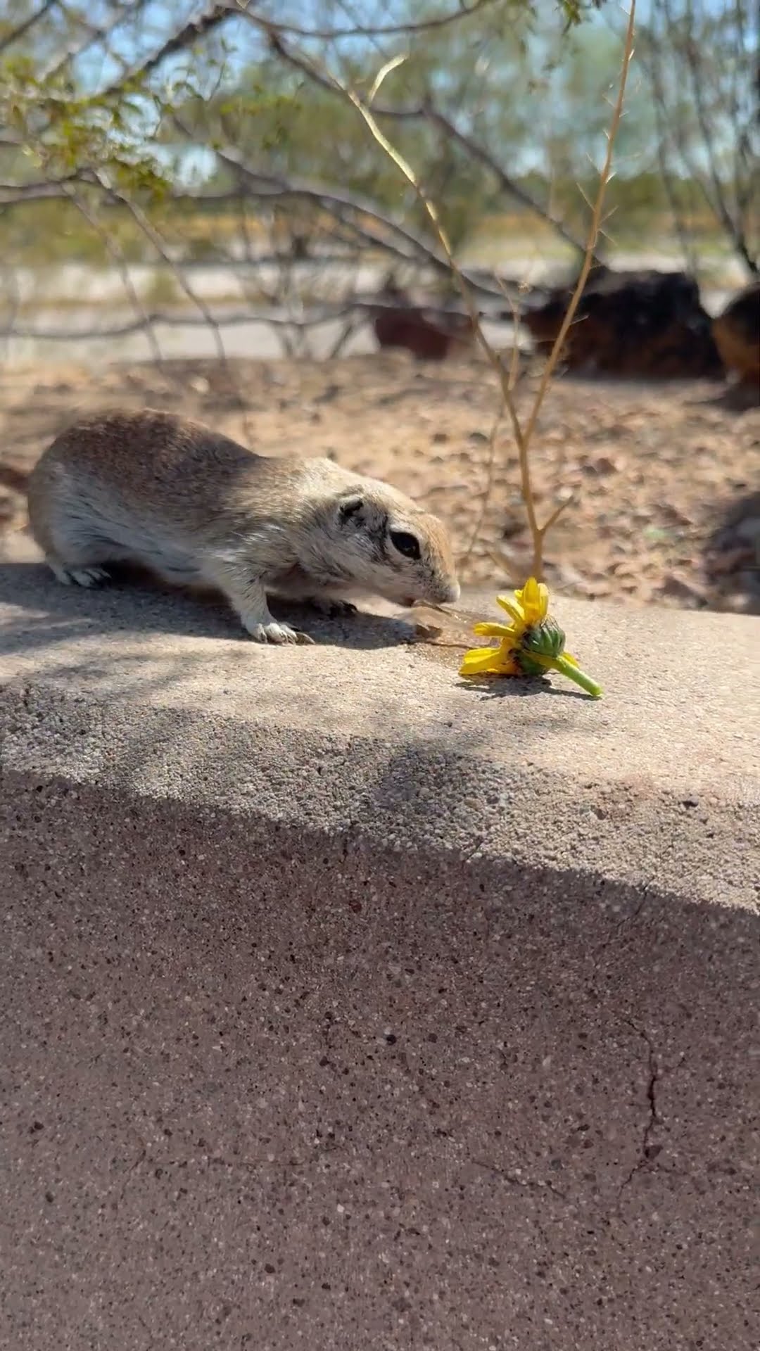 Thirsty Chipmunk Makes Great Lunch Date || ViralHog