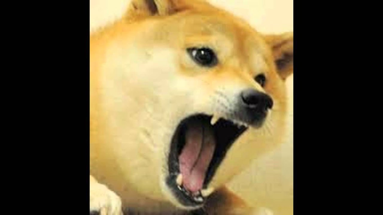 This Is What Happens When You Make Doge Mad Youtube - roblox angry doge