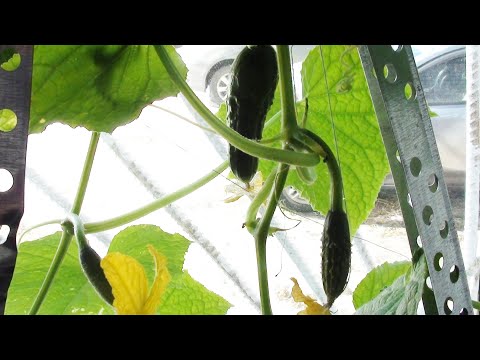 Video: Growing Cucumbers On A Windowsill In Winter, Which Varieties To Use (with Video)