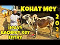 Kohat mey heavy bachrey key entry 2024  near by kohat mandi shell pump  kohat cow mandi 2024