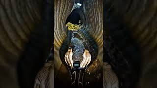 Famous 👉 I Put a Camera on a 2-Headed Snake… You Won’t Believe What It Found 😳💎(Real Footage) Profile