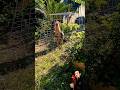 #Shorts #RoosterCrow #roostersound #chicken
