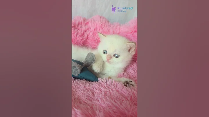 Watch the video about Adopt Boston