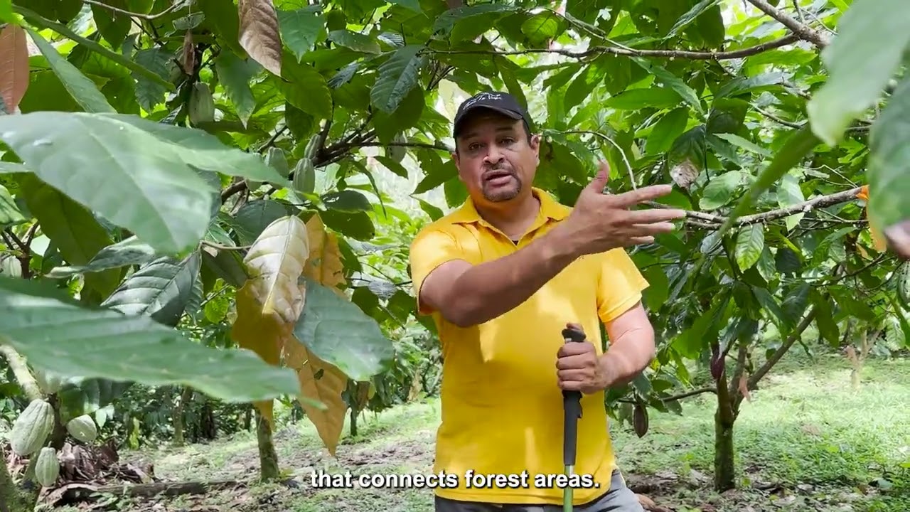 Cacao Cerro La Vieja