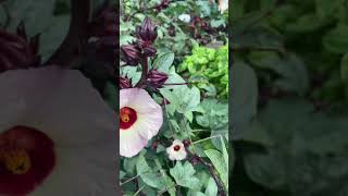 When to harvest Roselle Hibiscus calyxes