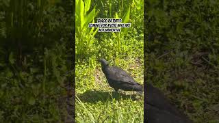 Black Vultures are beautiful. #birdnerd #birdjoy is immortal. #birds #nature #music @AloeBlacc