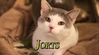 Too Many Cats