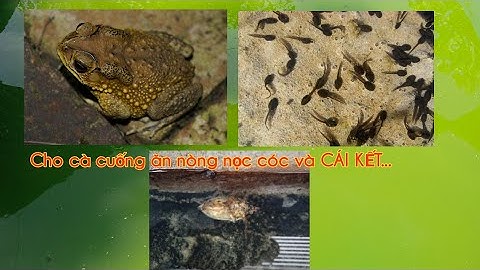 Cho cà cuống ăn nòng nọc cóc và cái kết... DT: 0963 247 132 gặp Việt