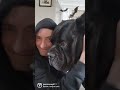 Cane Corso LOVE is Unmatched ♥ #shorts #funnydogs #viral