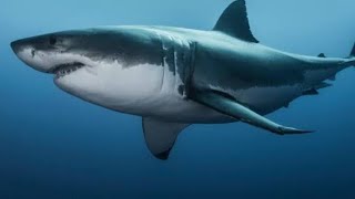 лепка акул shark, 🦈 видео Likeпластелин обитающий